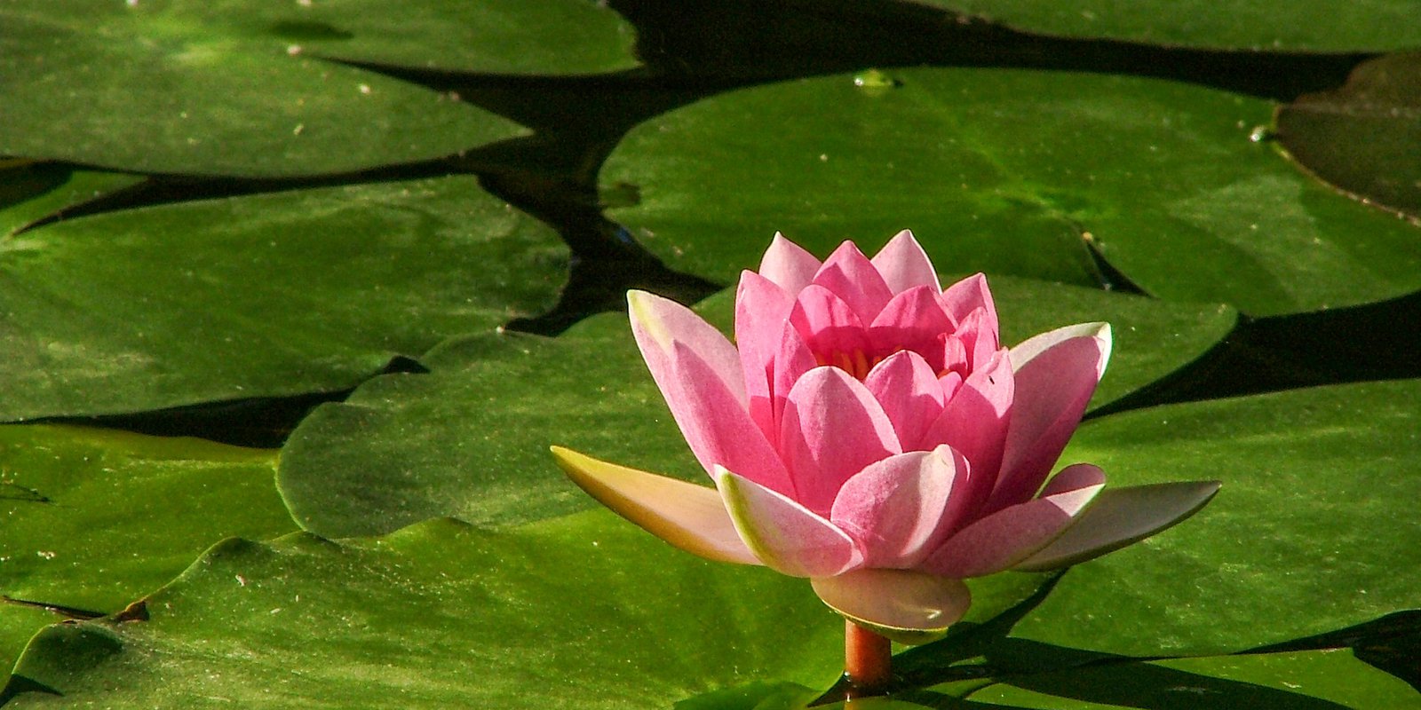 Seerose als Symbol für sichtbare und verborgene Organisationskultur